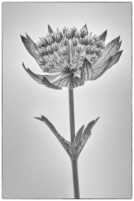 WI721  Staplecross  20 06 2020 06 20